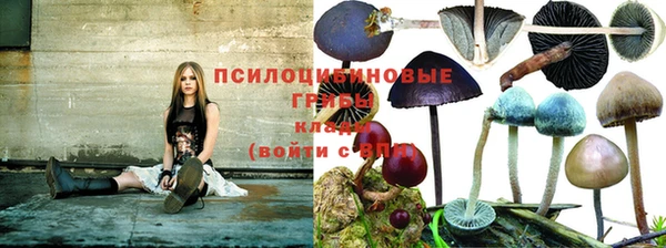 PSILOCYBIN Зерноград