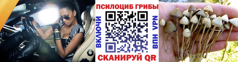Псилоцибиновые грибы Magic Shrooms  Купить  Дмитров 